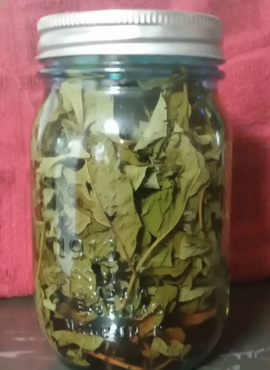 Comfrey oil jar