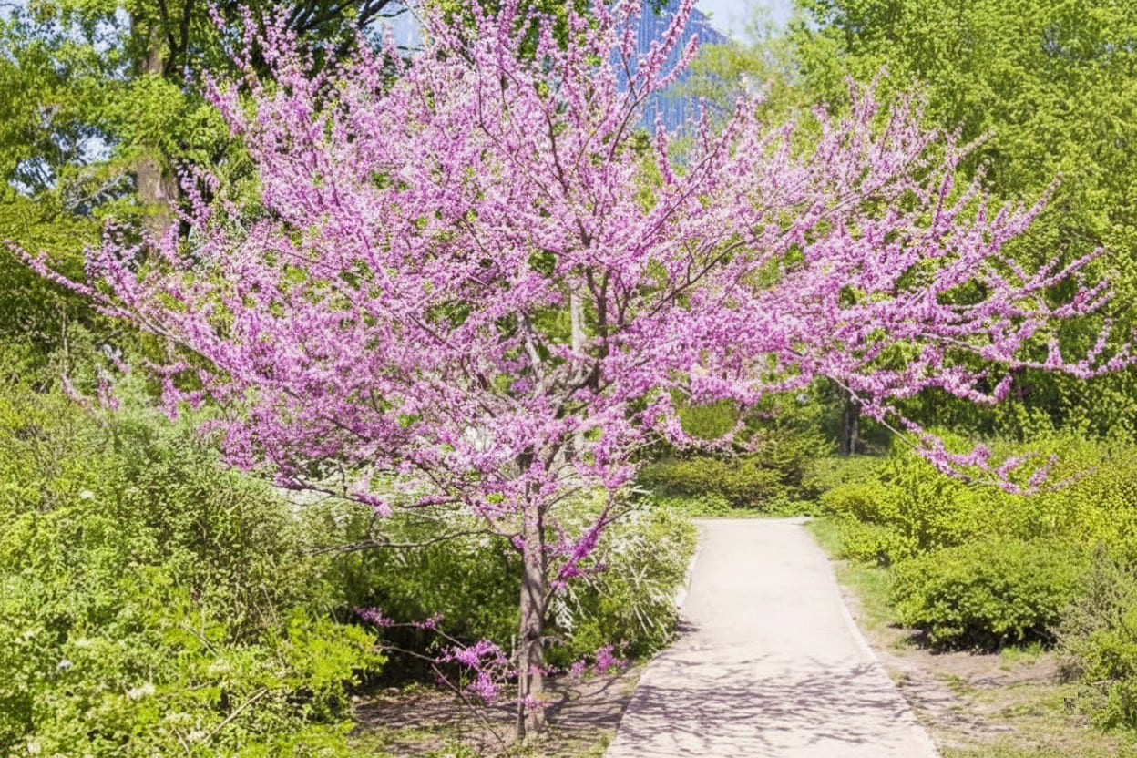 Eastern Redbud (Cercis canadensis)