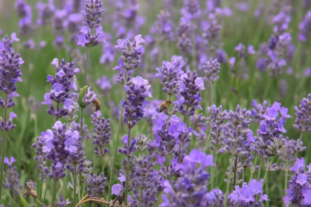 English lavender (Lavandula angustifolia)