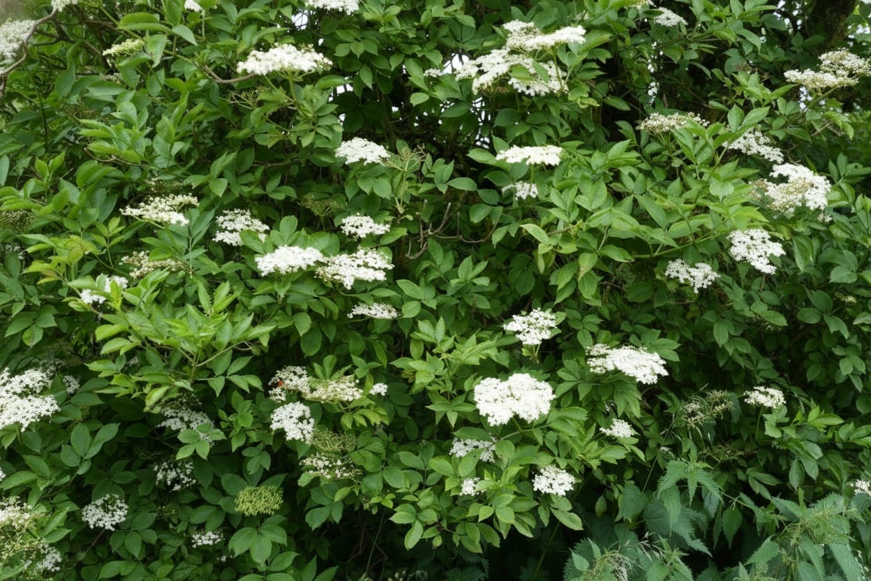 Finding and Identifying Elder Trees