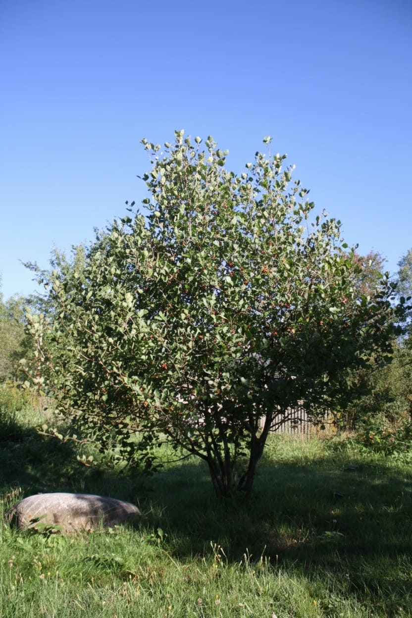 Hawthorn (Crataegus spp.)