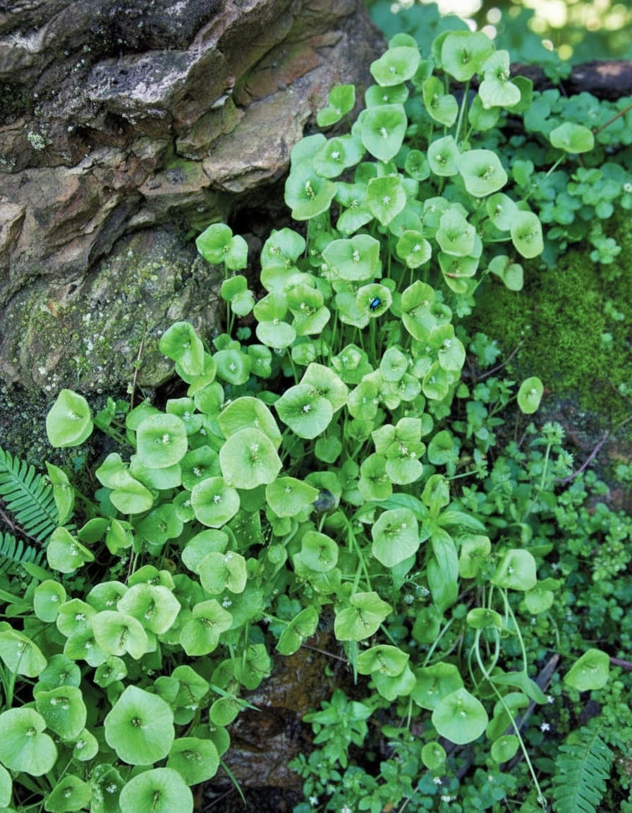 Miner's Lettuce