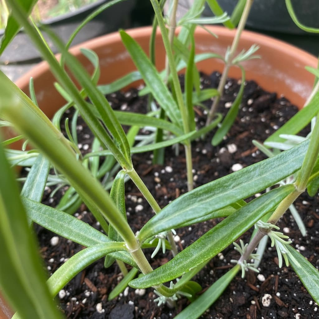 Plant Lavender Cuttings In Pot