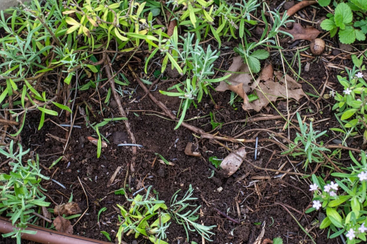 Propagating lavender by Layering