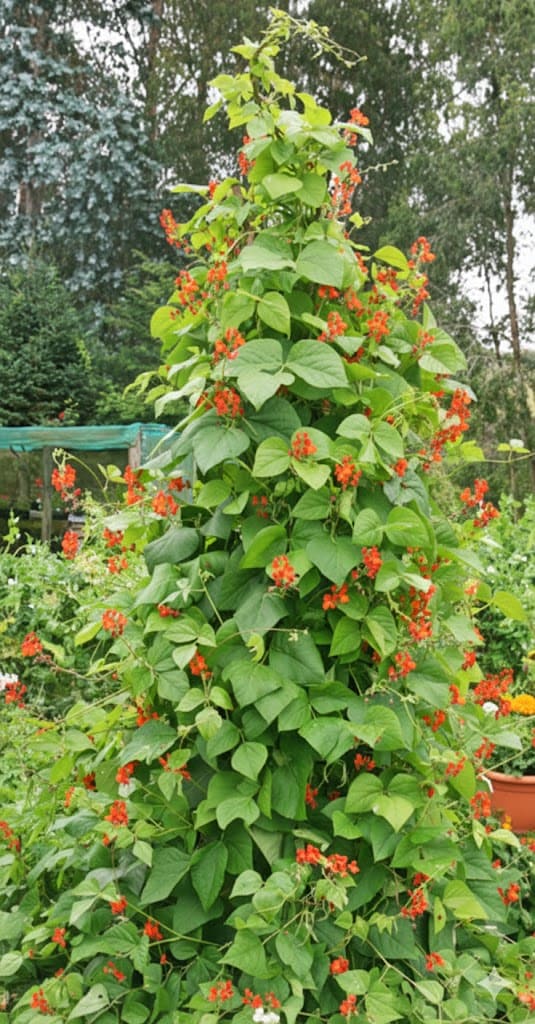 Scarlet Runner Beans