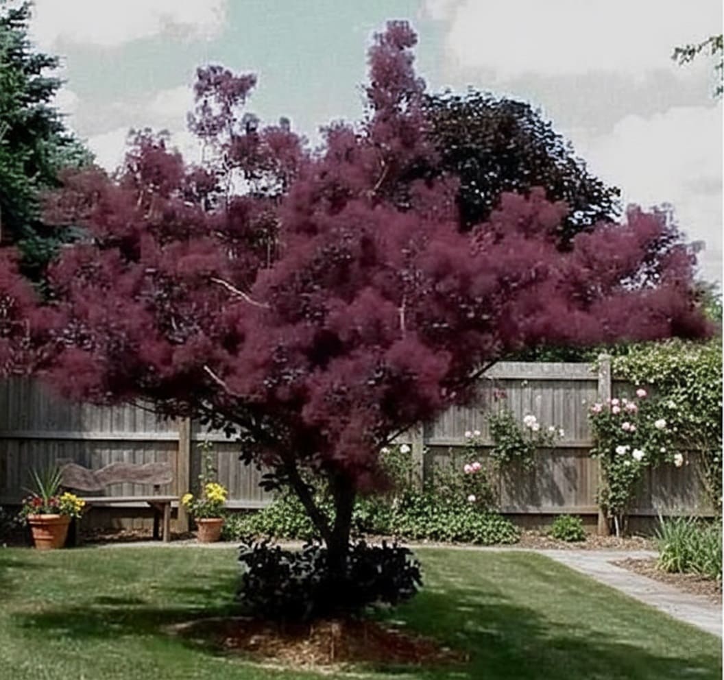 Smokebush (Cotinus coggygria)