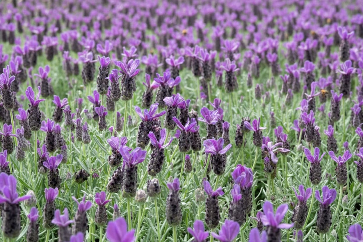 Spanish lavender