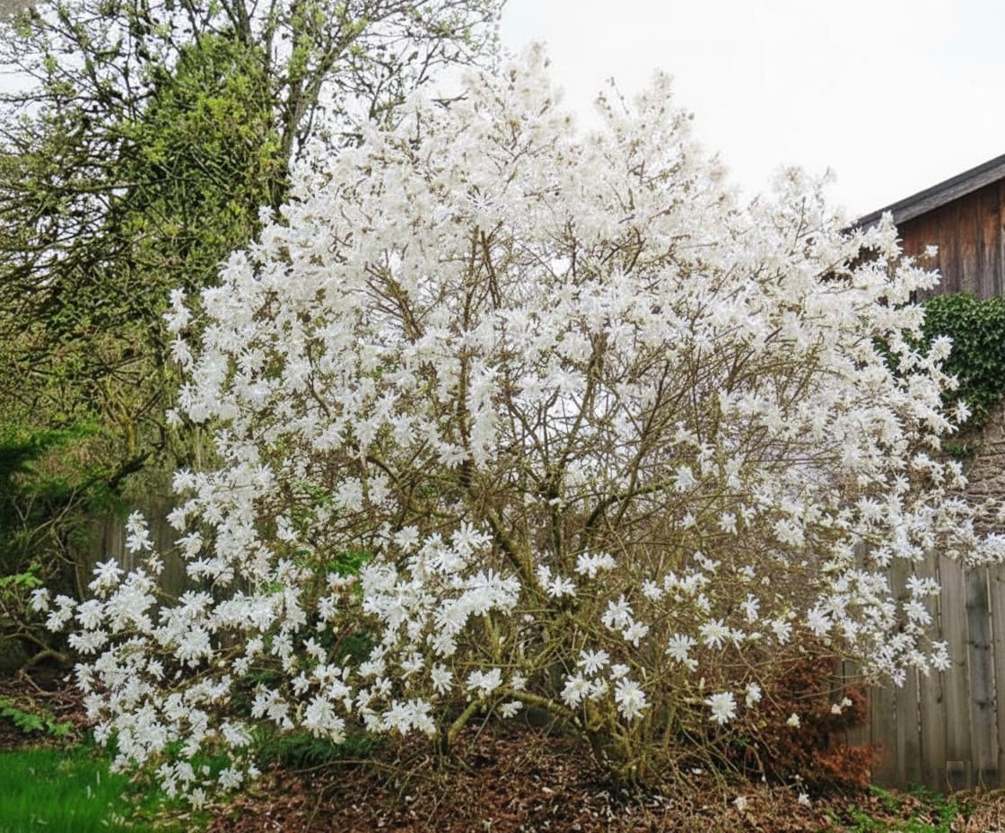 Star Magnolia (Magnolia stellata)