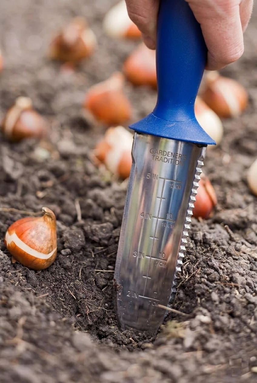 Dig your holes to plant Bulbs