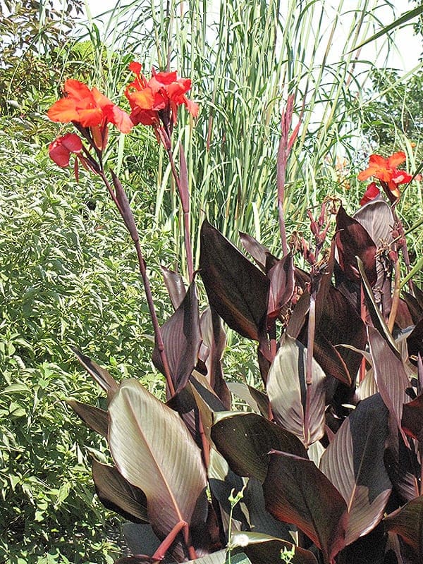 Cannas 'Tropicanna Black'