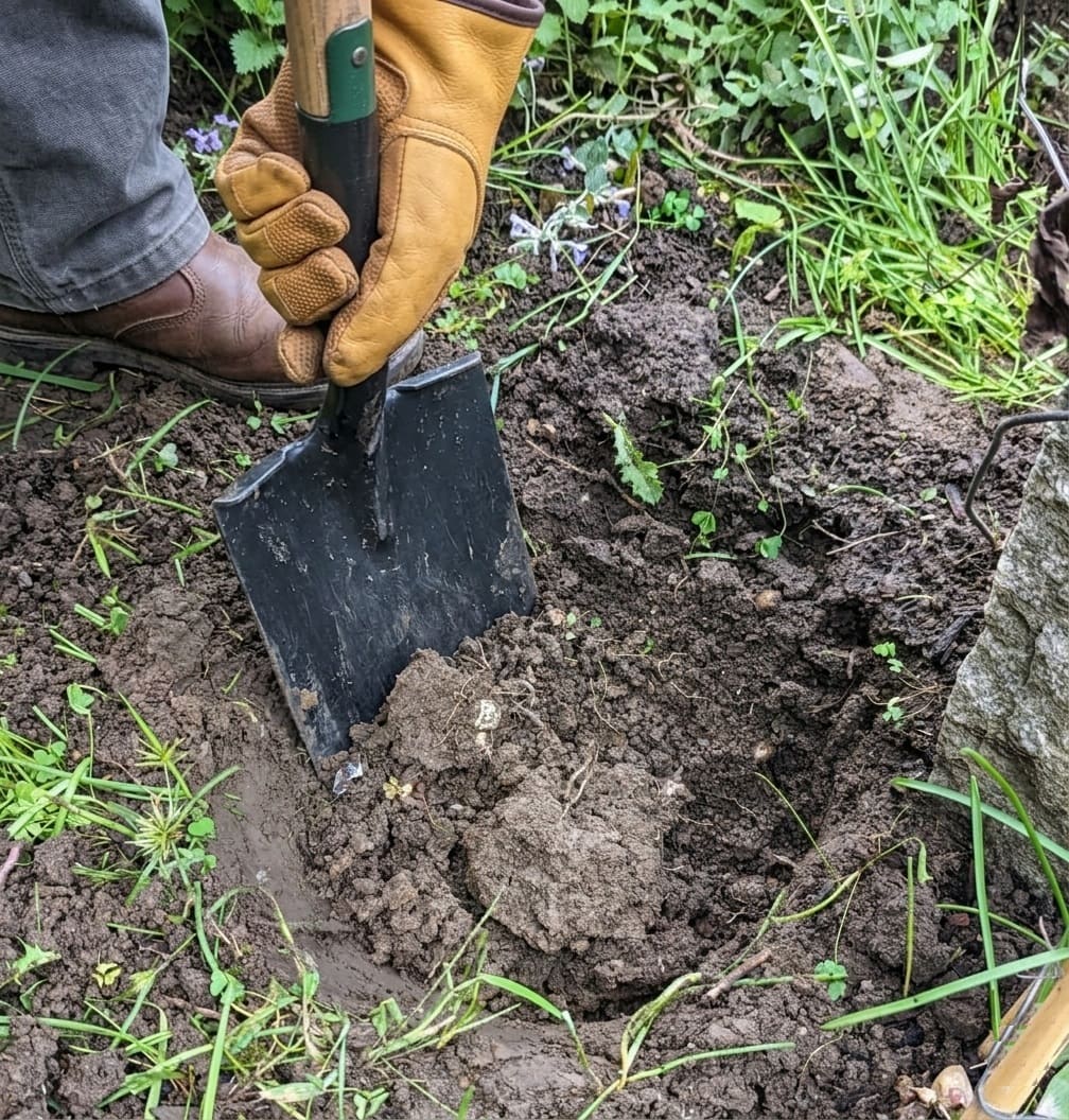 Clematis Planting Depth