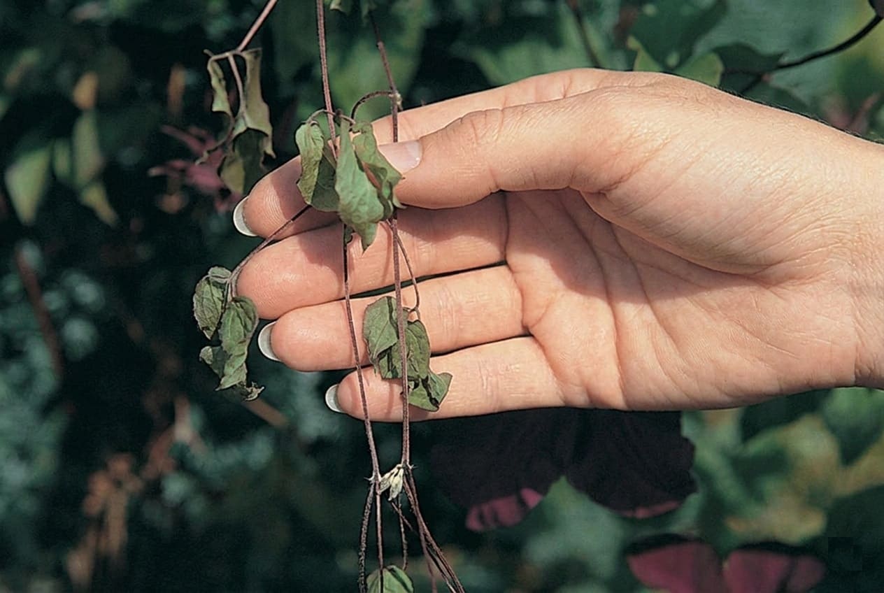 Clematis Wilting