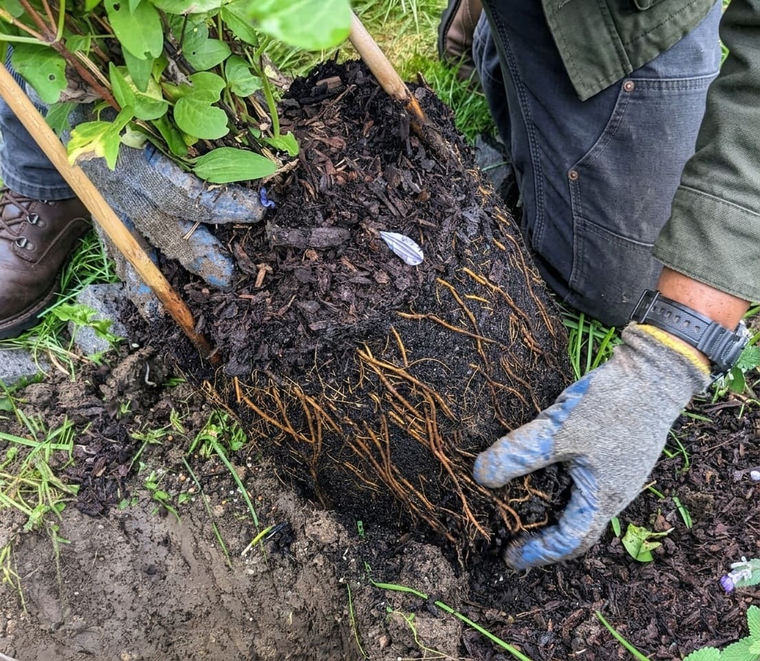 Clematis deep planting