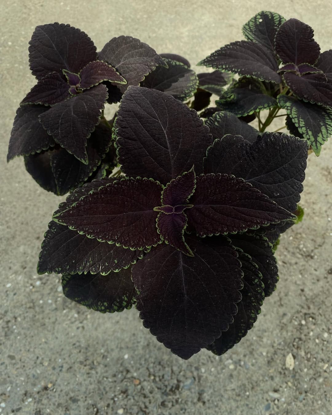 Coleus 'Black Prince'