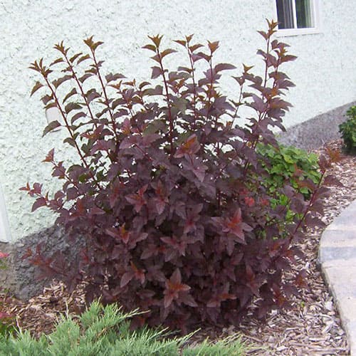 'Diabolo' Ninebark