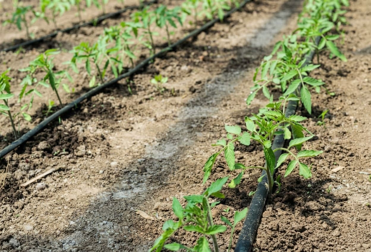 Drip irrigation for Mortgage Lifter Tomatoes