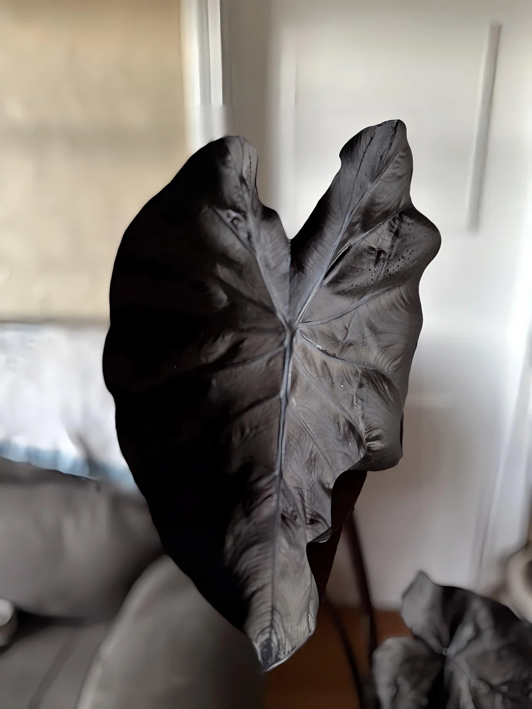 Elephant Ears Black Coral