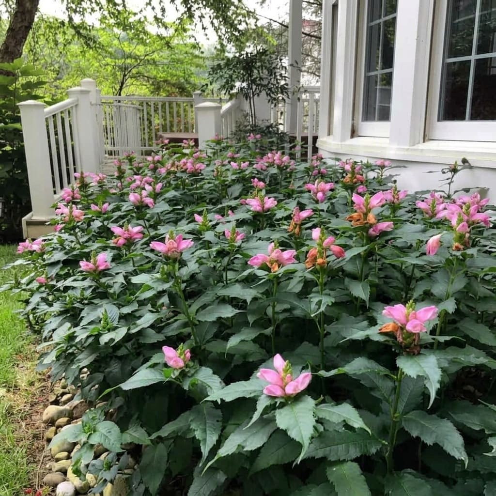 Established turtleheads