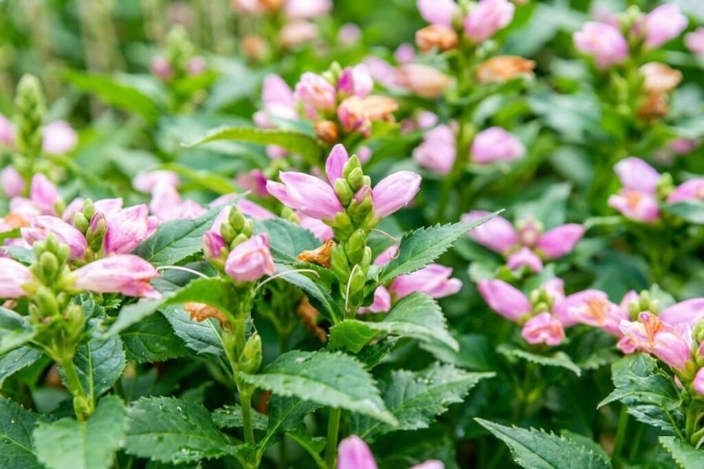 how-to-grow-turtlehead-easy-care-guide-for-chelone-plants