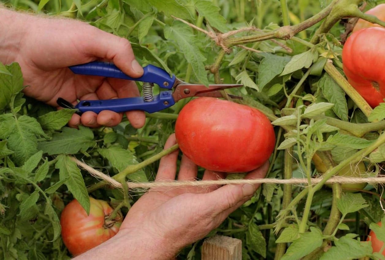 Harvesting Mortgage Lifter Tomatoes