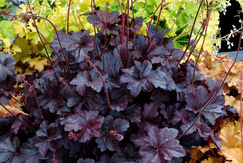 Heuchera Obsidian