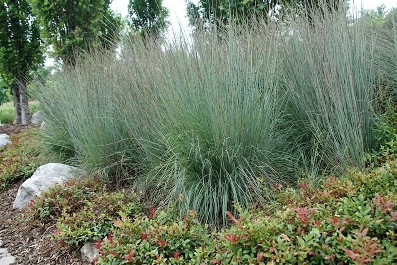 Little Bluestem Mass Plantings