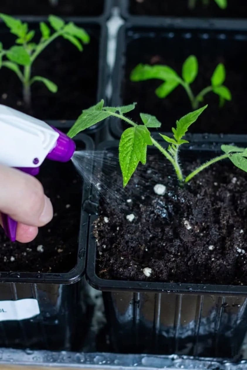 Mortgage-Paying Tomato seedlings