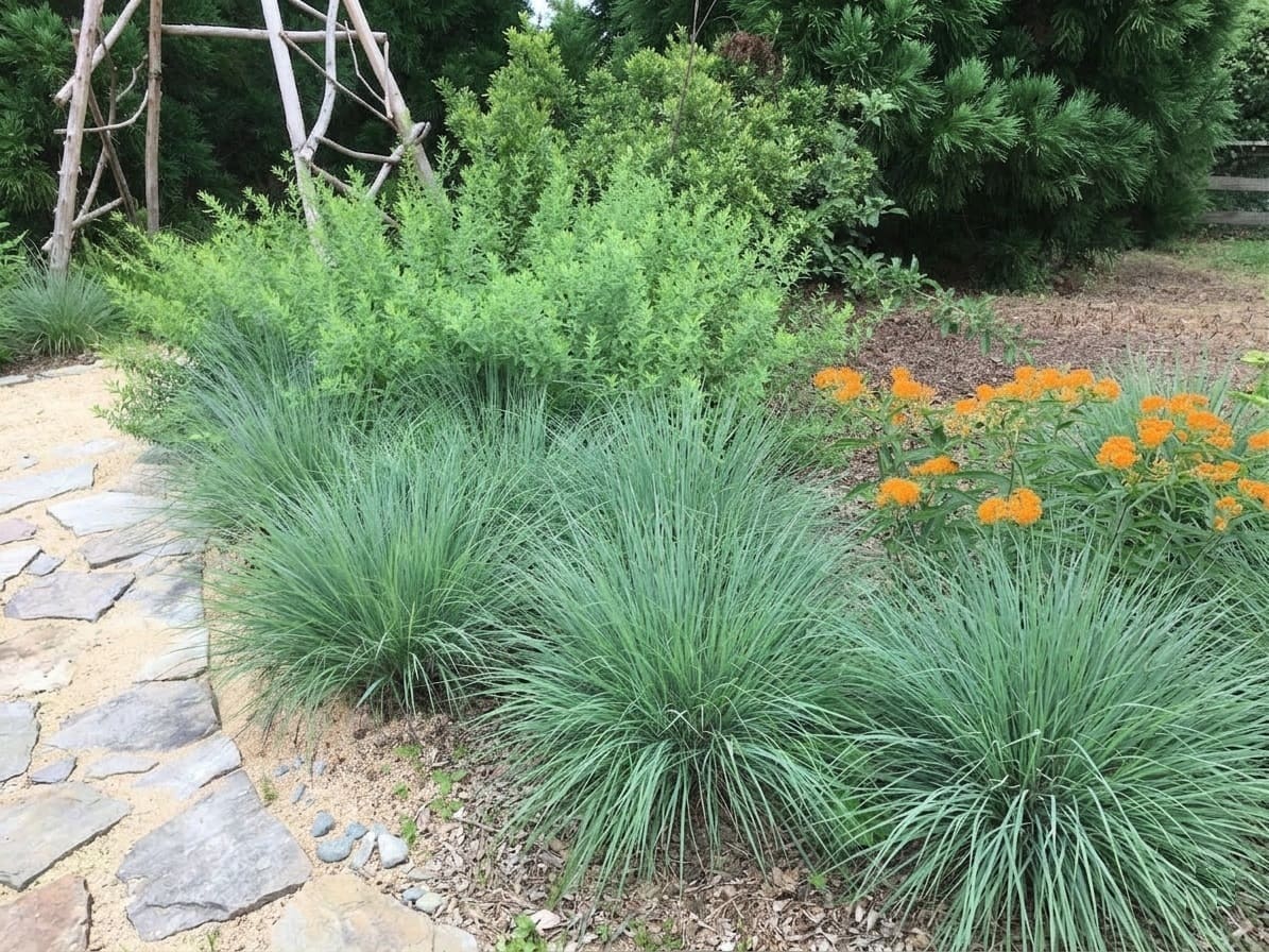 Planting Little Bluestem Grass
