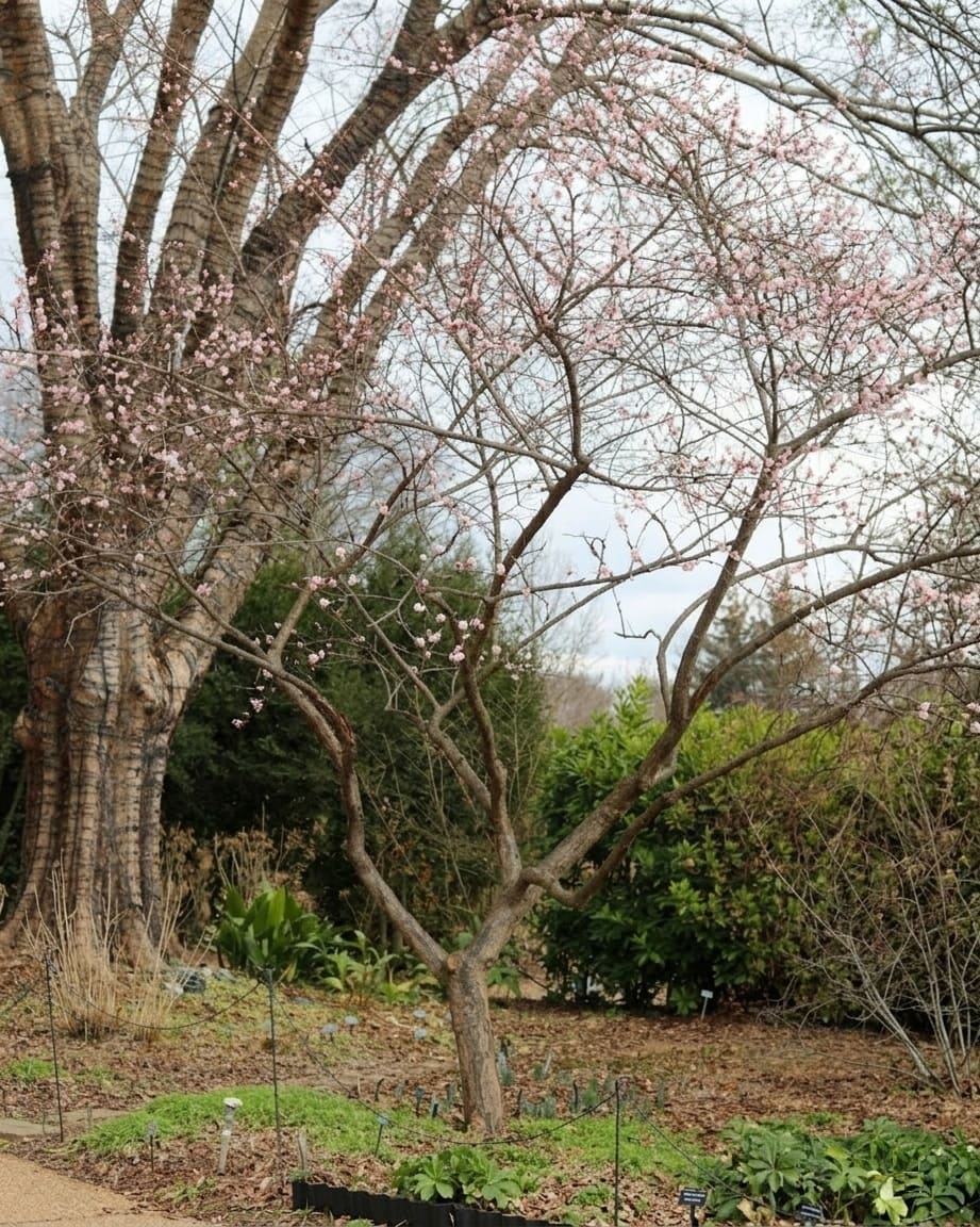 Planting Prunus Mume