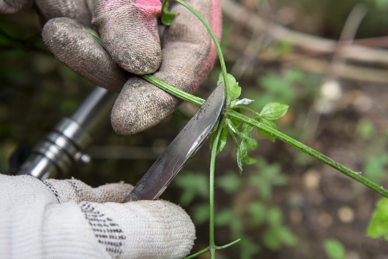 Propagation Clematis from Softwood cuttings