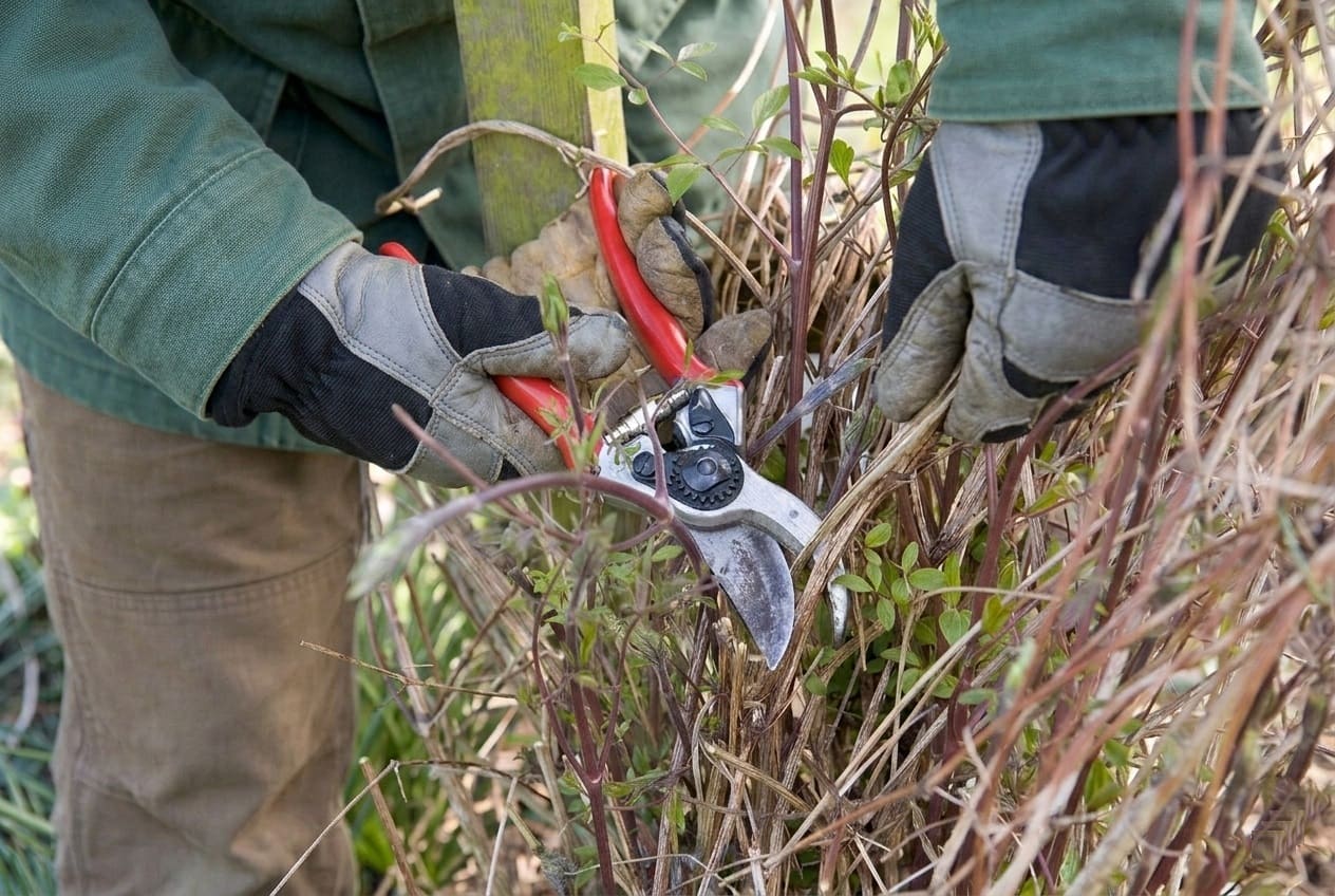 Pruning Clematis