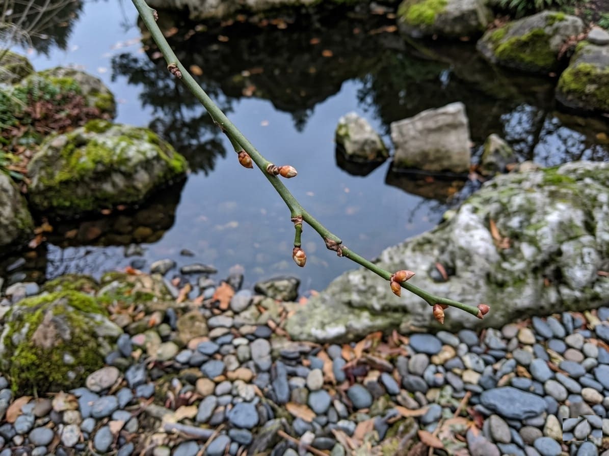 Prunus Mume Flower buds