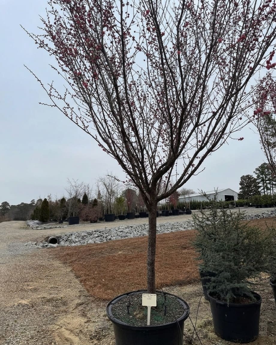 Prunus Mume in Container