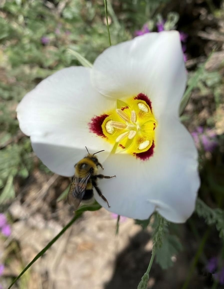 Sego Liliy with a bee