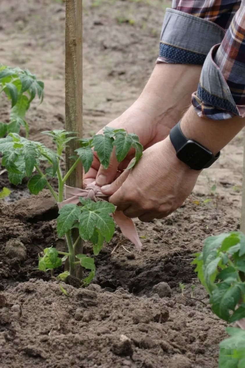 Staking Mortgage Lifter Tomatoes