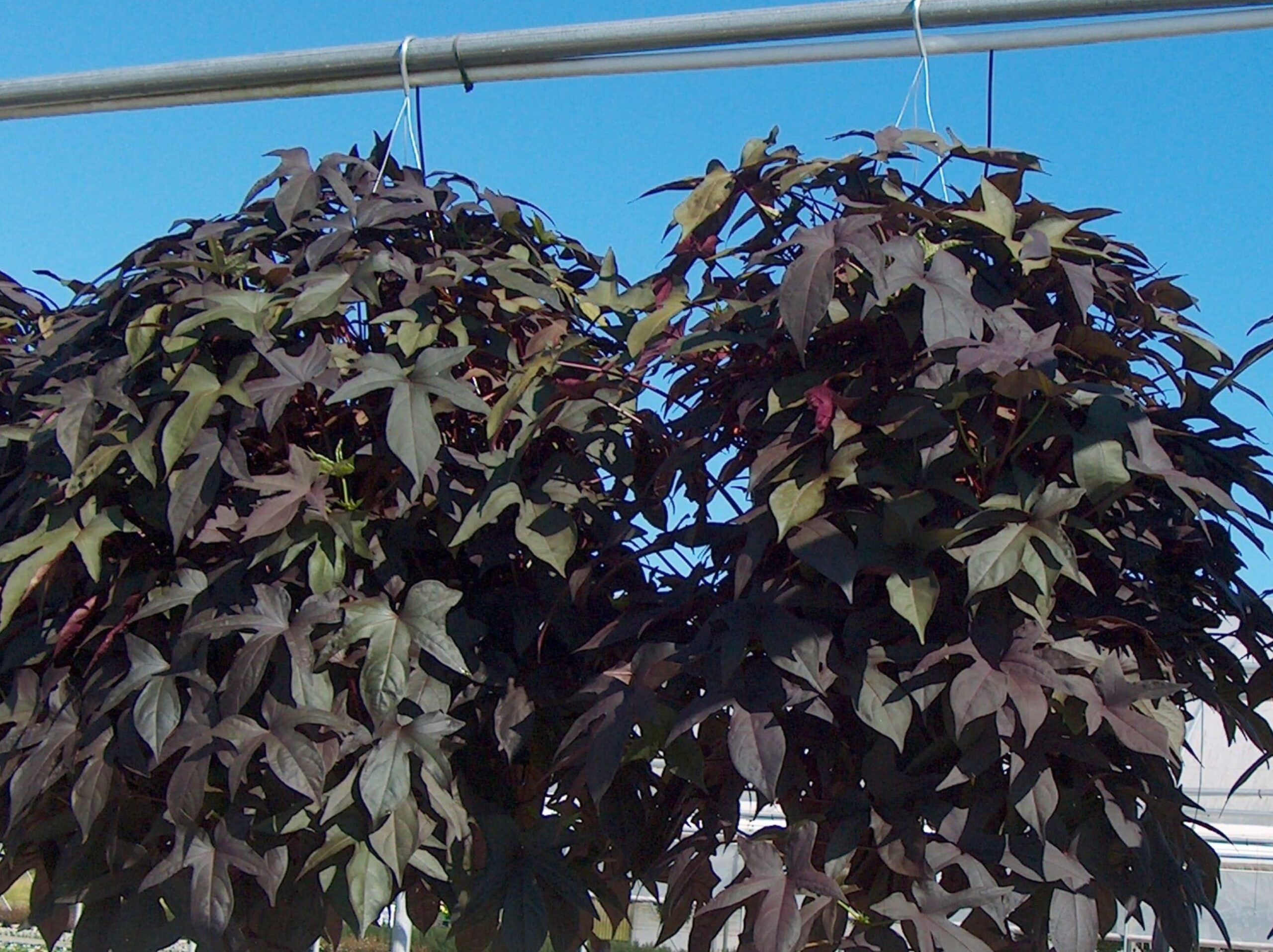 Sweet Potato Vine Blackie