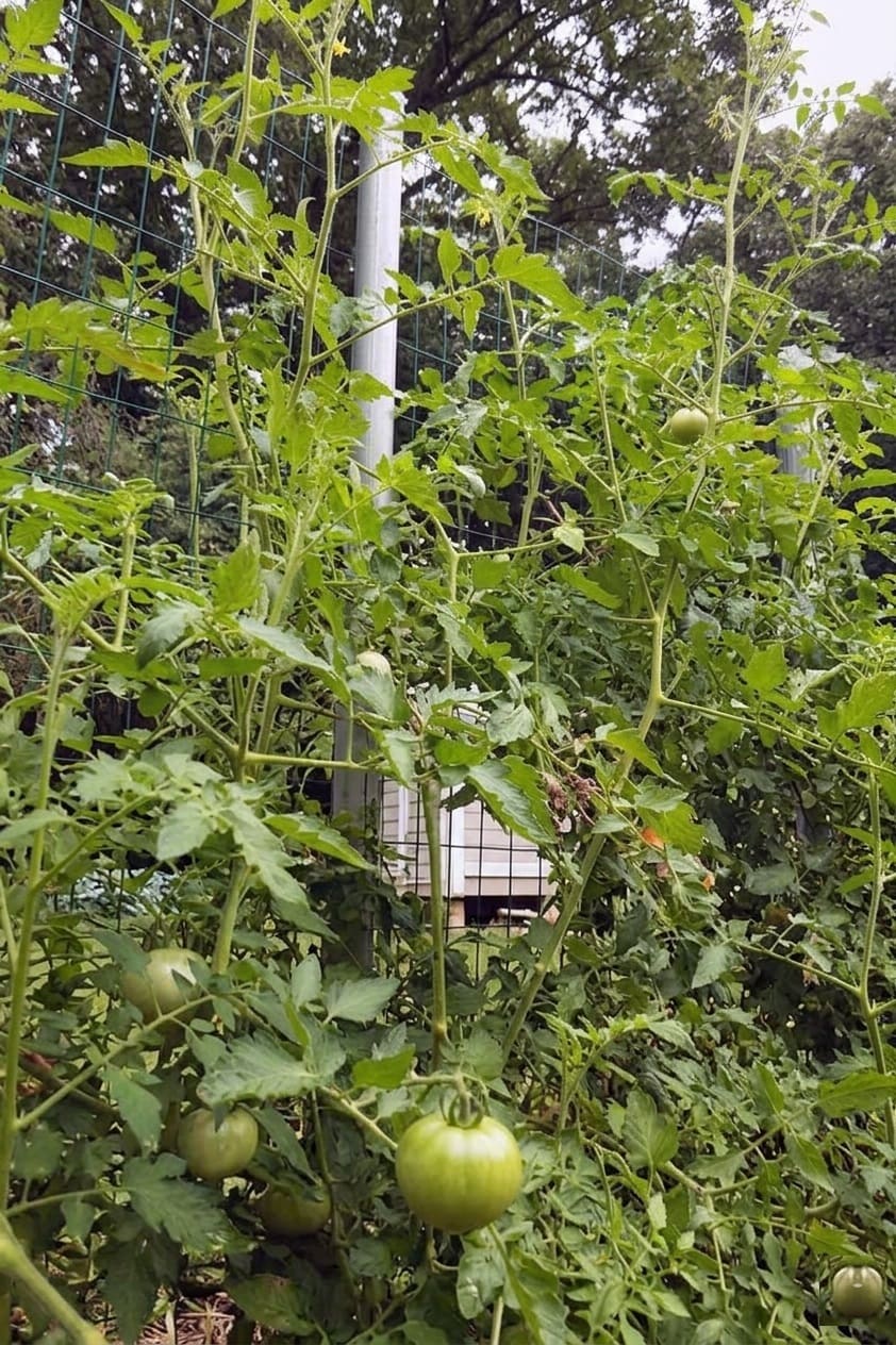Trellising Mortgage Lifter Tomatoes