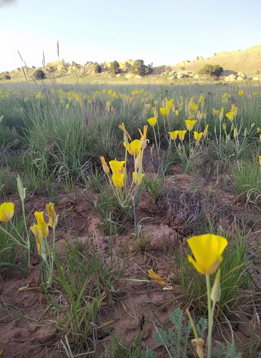 Yellow Sego Lily Super Bloom