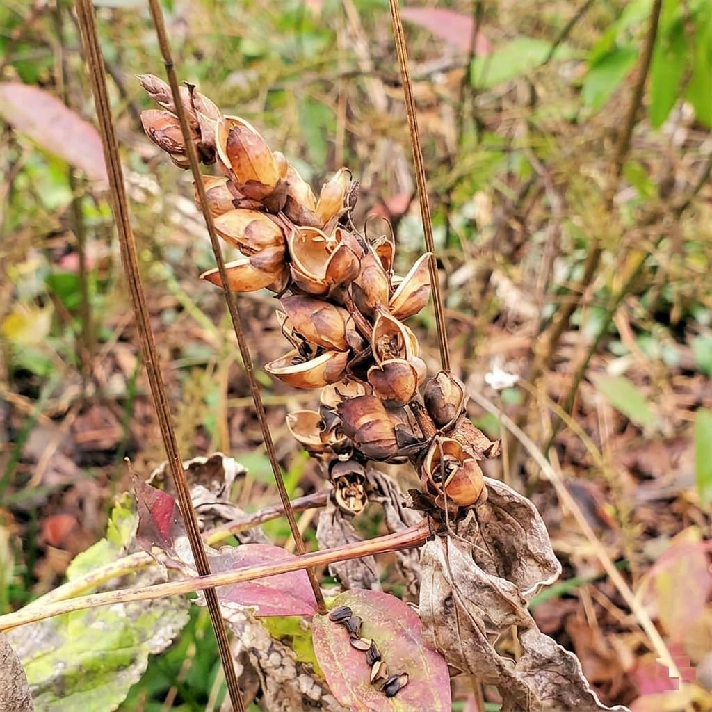 leaving Turtlehead spent blooms