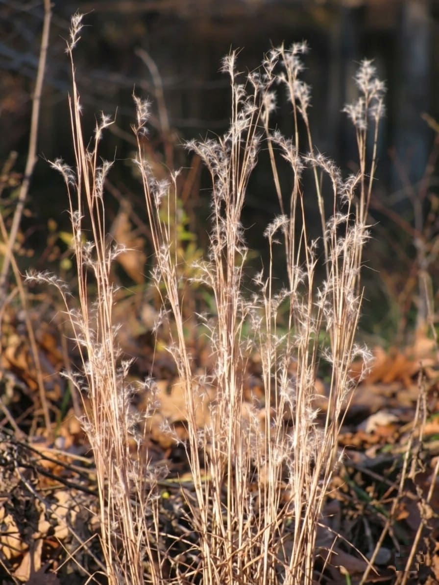 little bluestem (Schizachyrium scoparium)