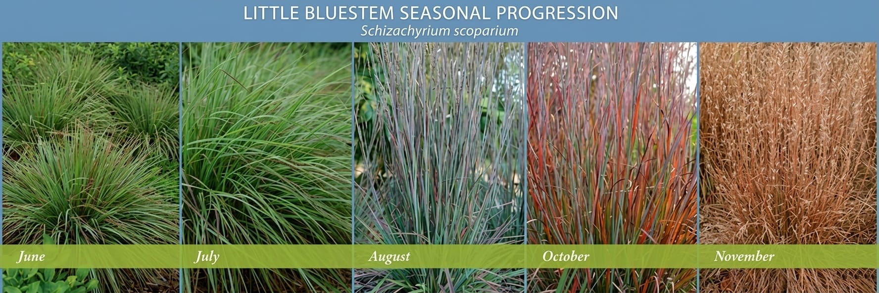 little bluestem's cycle