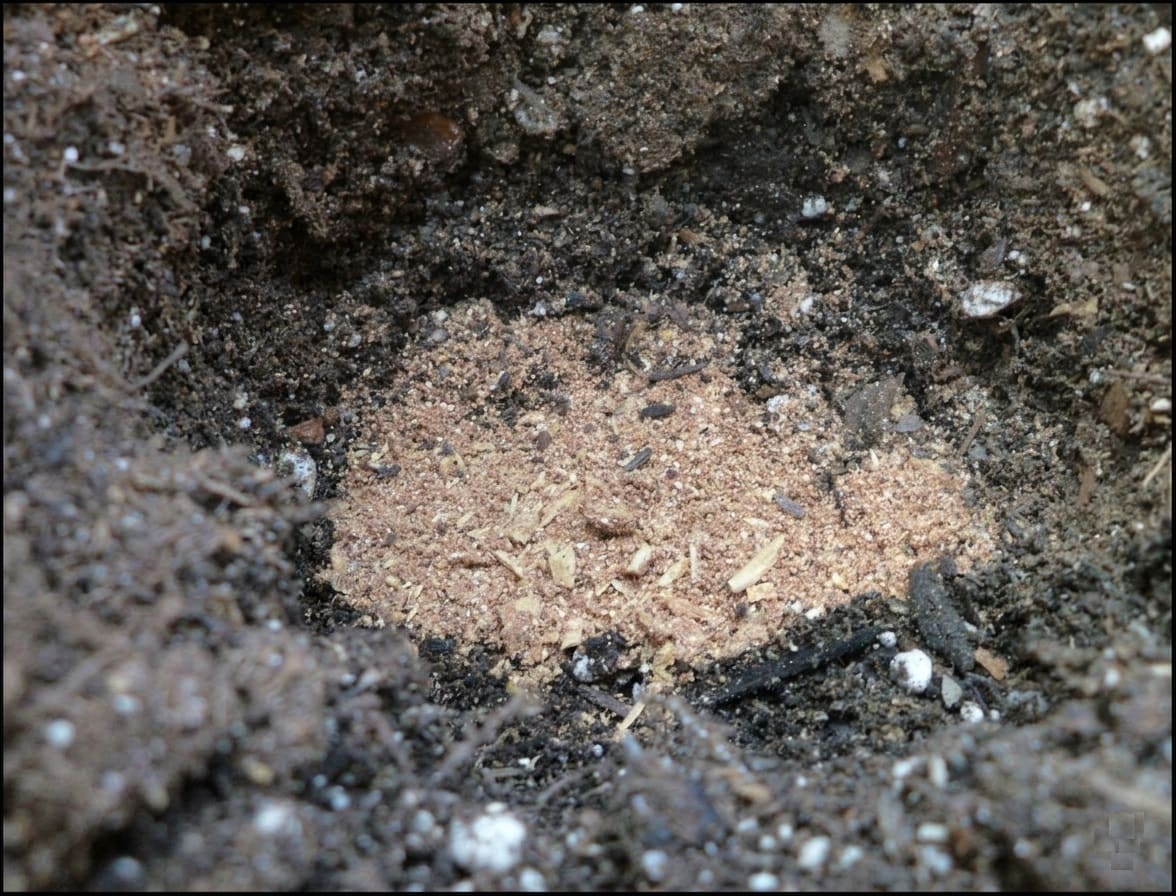 mixing bone meal into the soil