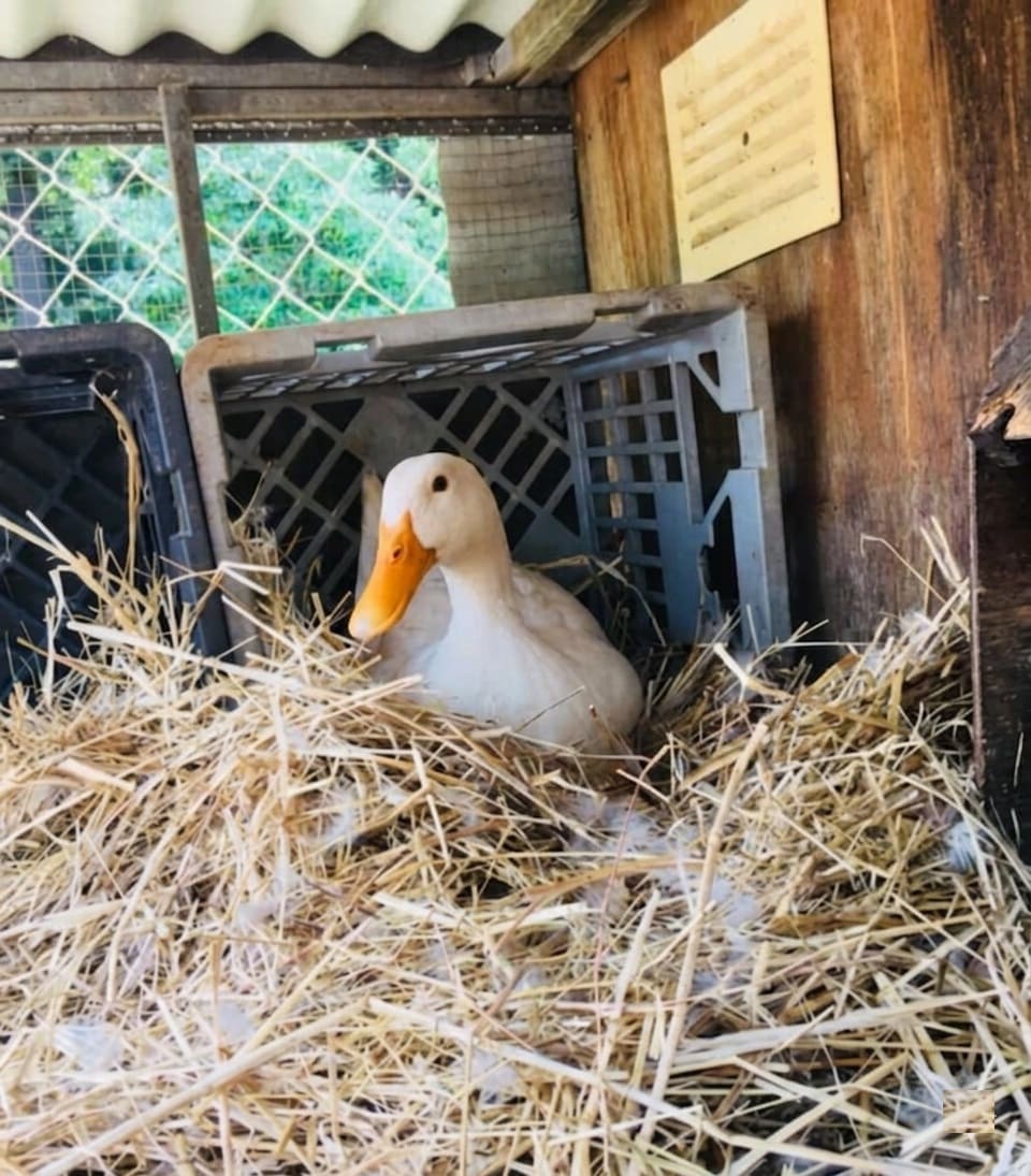 Duck Nesting Space