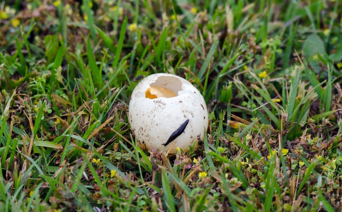 Duck egg Predator theft