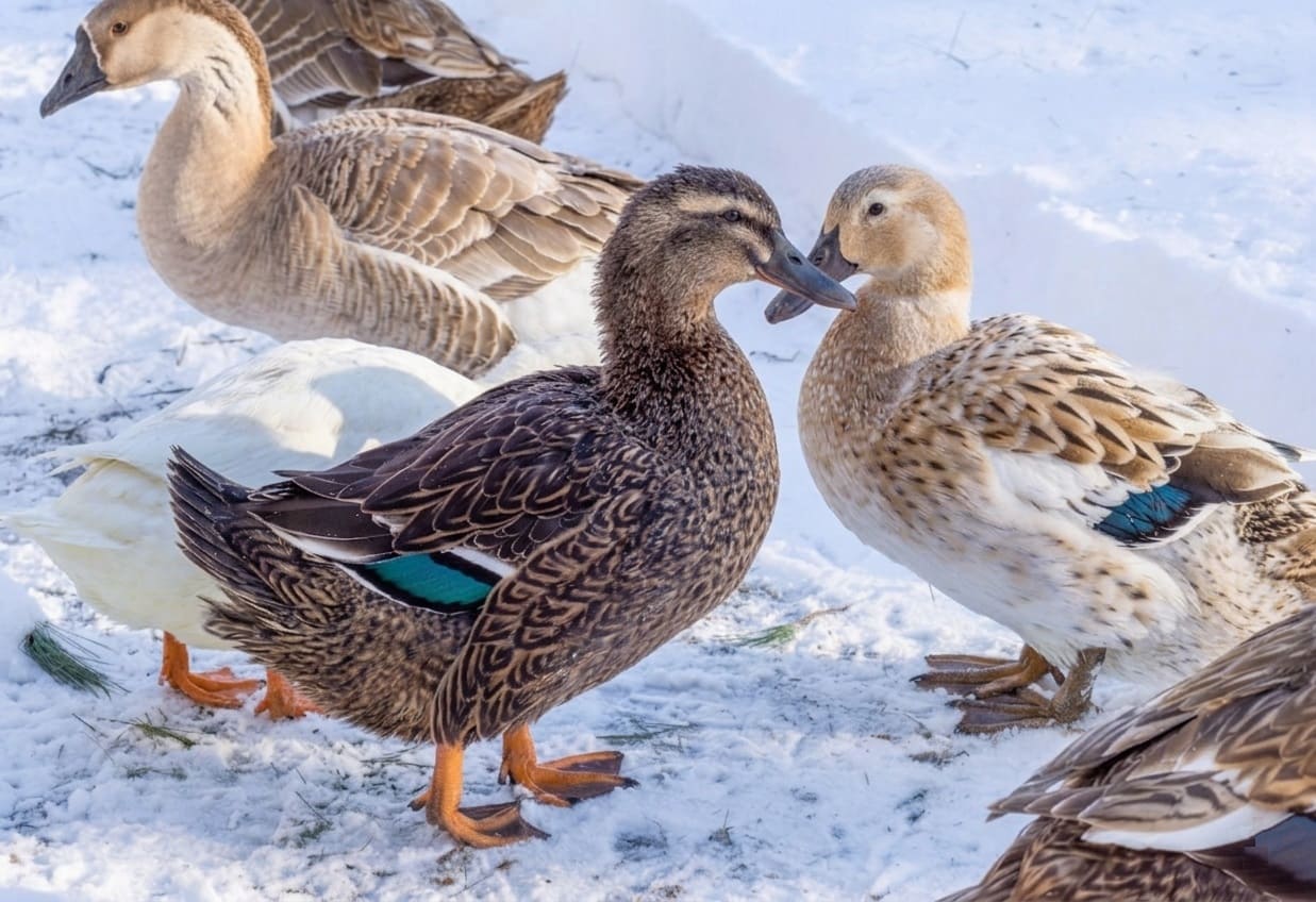 Ducks in the winter