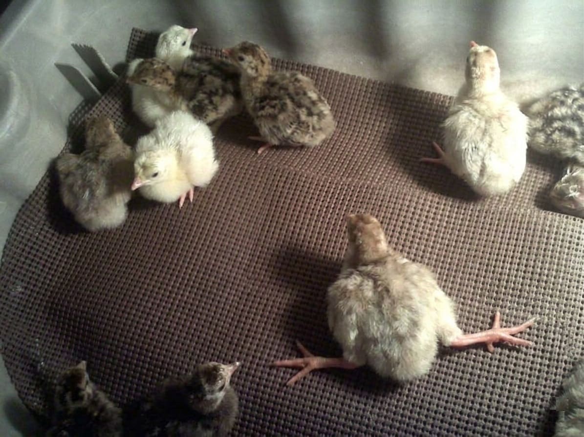 Leaving turkey hatchlings in the incubator