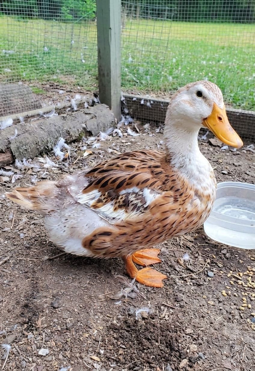 Molting in duck