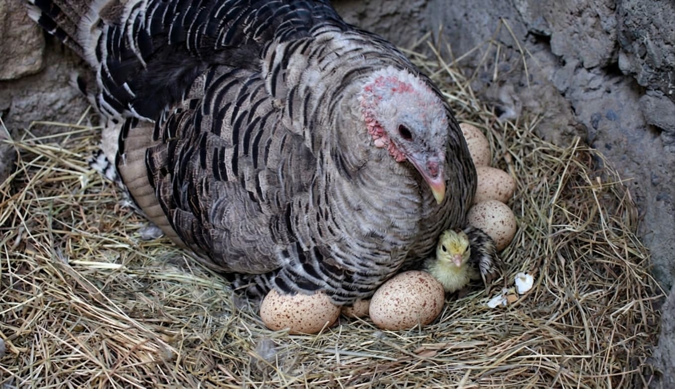 Natural Turkey Hatching