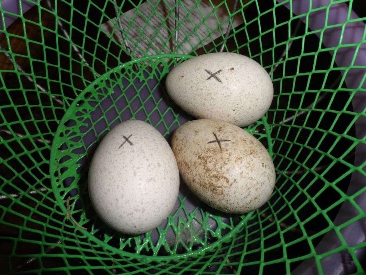 Selecting the Best Turkey Eggs