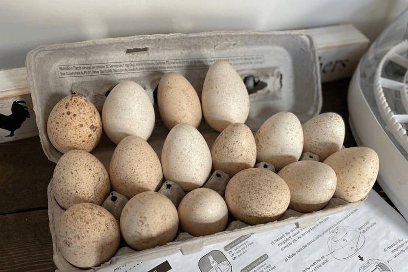 Storing Turkey Eggs Before Incubation